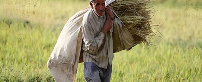 April 2023 saw the contentious confiscation of a staggering 18 million hectares of agricultural land in Iran. Even as many large plots of land were seized, countless smaller tracts belonging to individual farmers who personally tended to their fields were not spared.