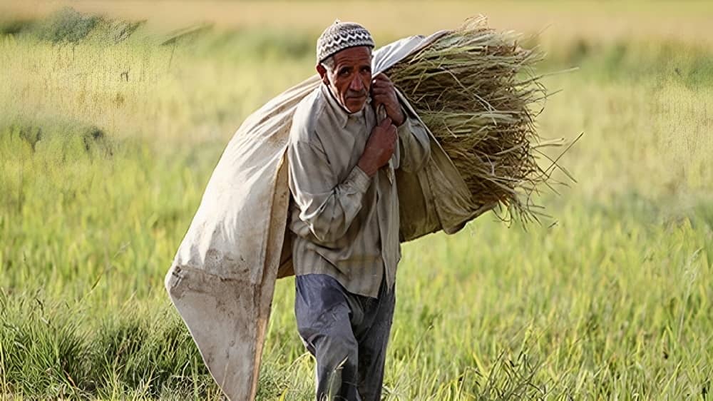 April 2023 saw the contentious confiscation of a staggering 18 million hectares of agricultural land in Iran. Even as many large plots of land were seized, countless smaller tracts belonging to individual farmers who personally tended to their fields were not spared.